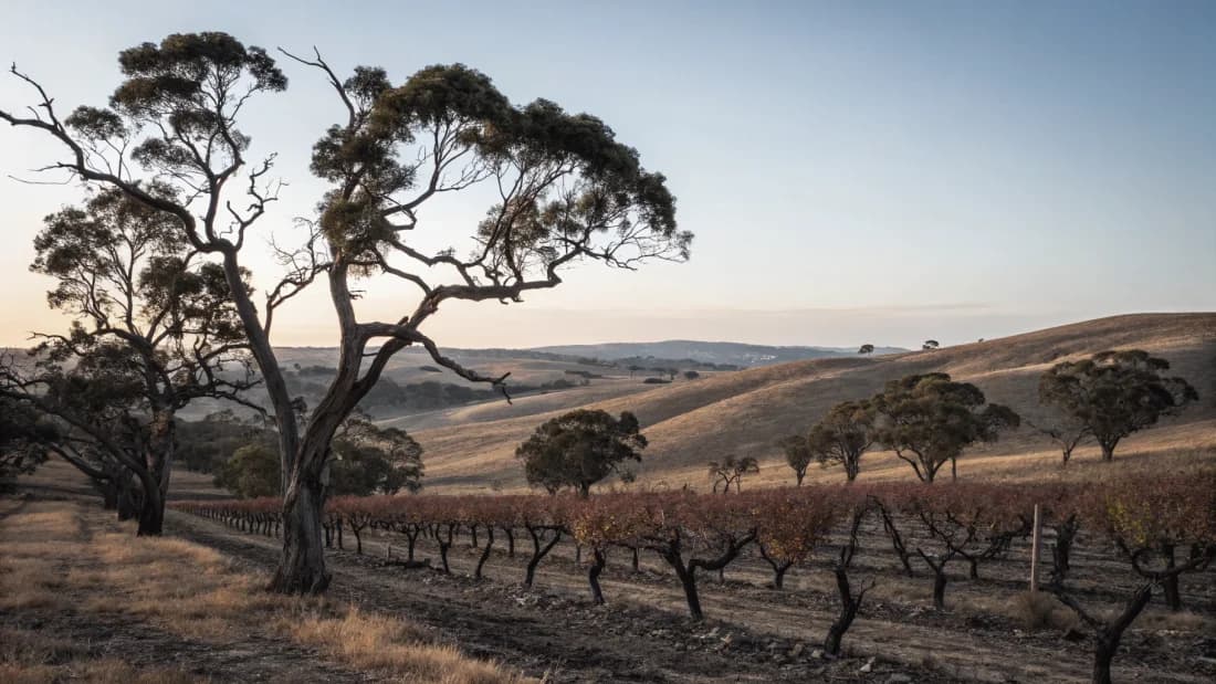 Barossa Valley
