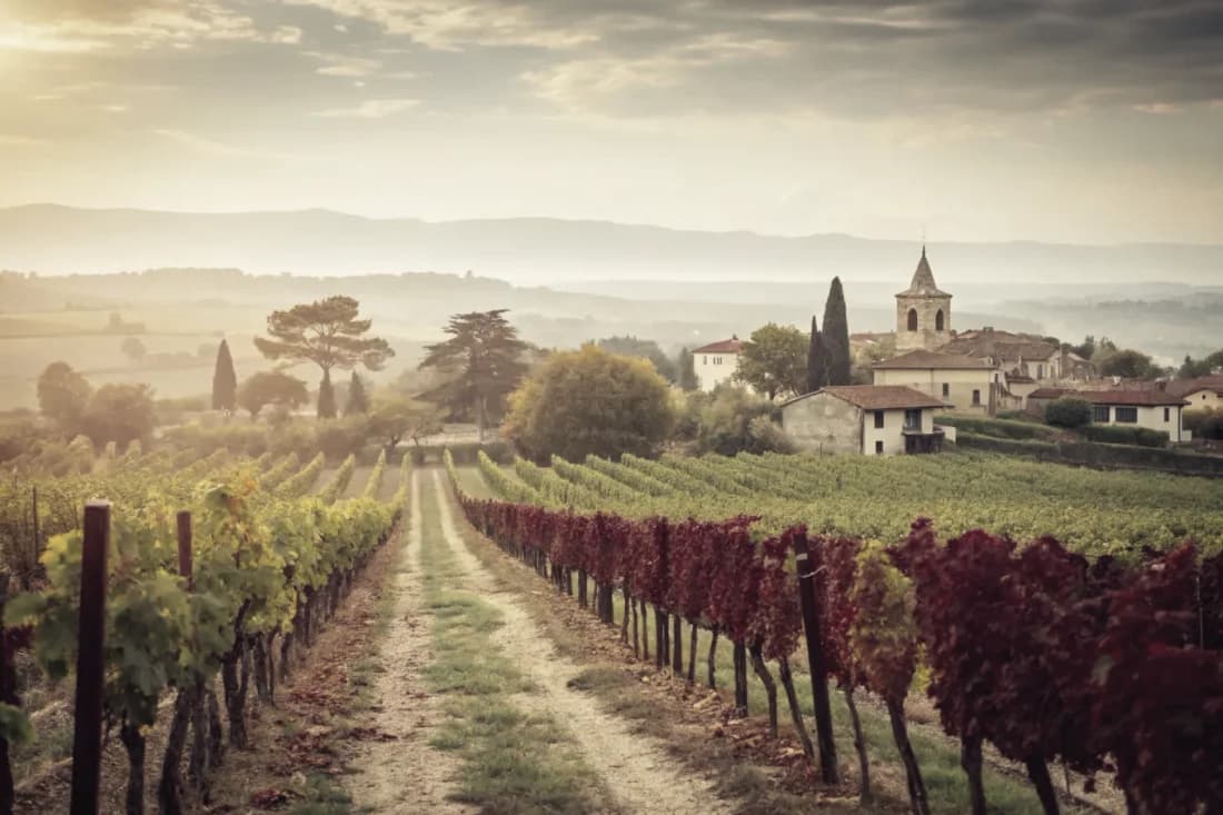Vineyards of Achaval-Ferrer