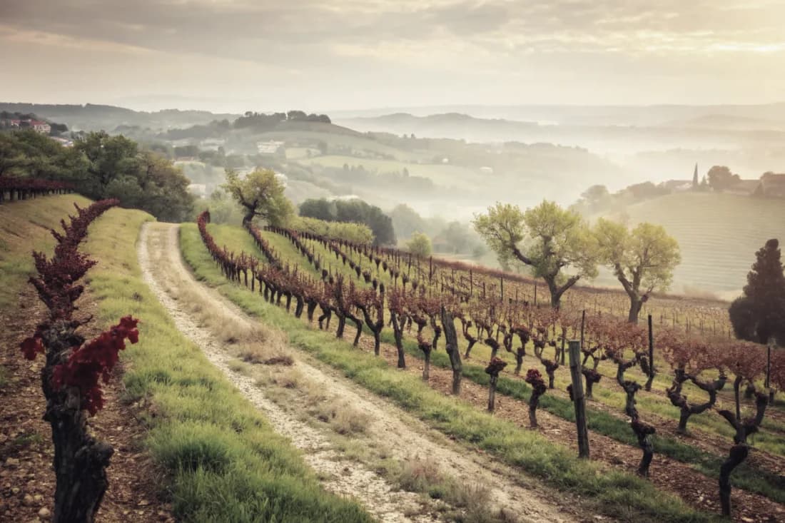 Vineyards of Álvaro Palacios