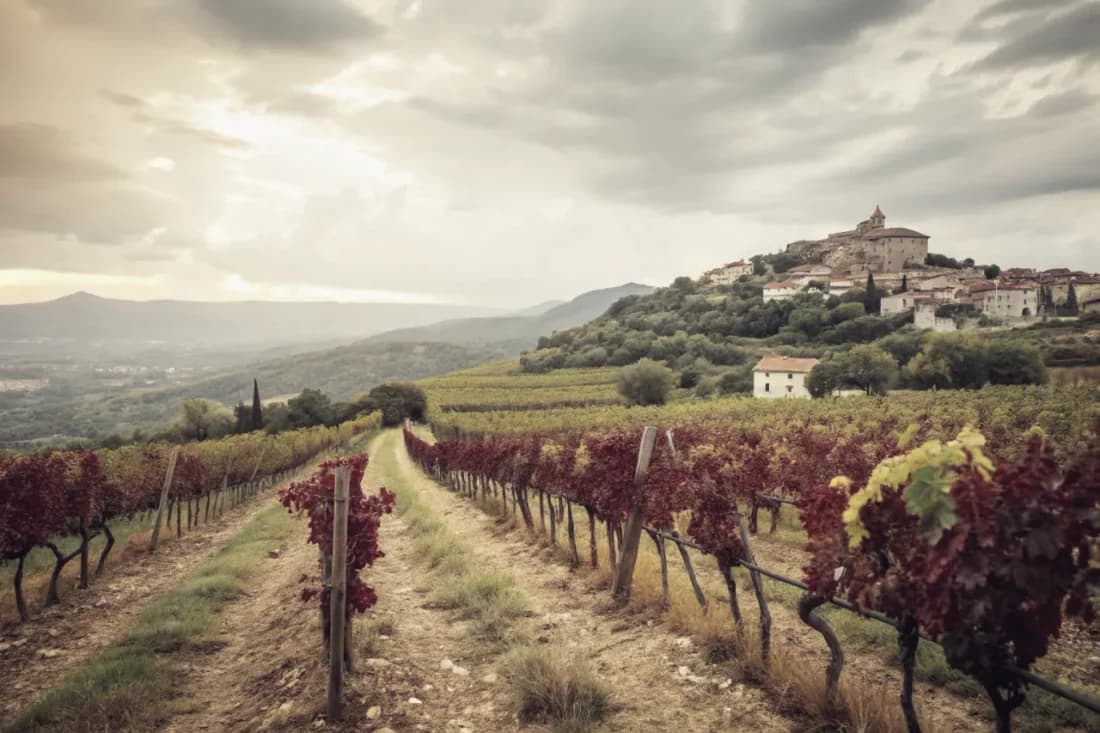 Vineyards of Antoine Arena