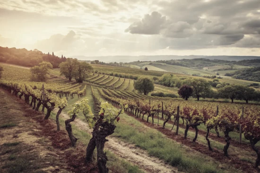 Vineyards of Arianna Occhipinti