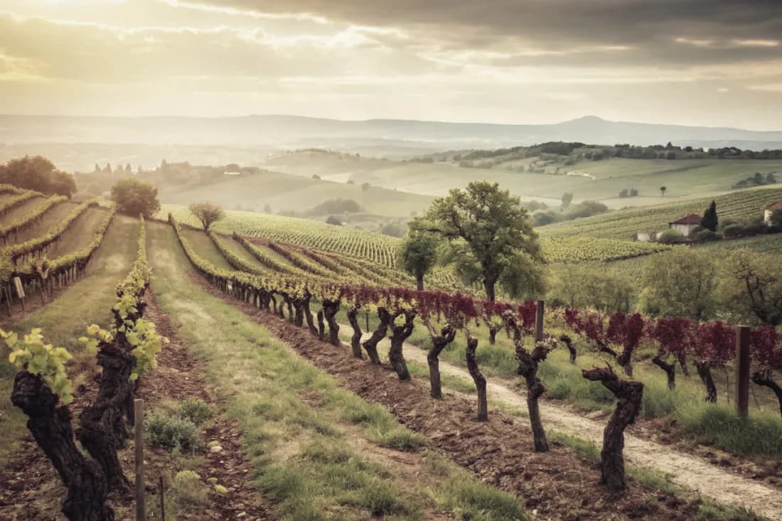 Vineyards of Artadi