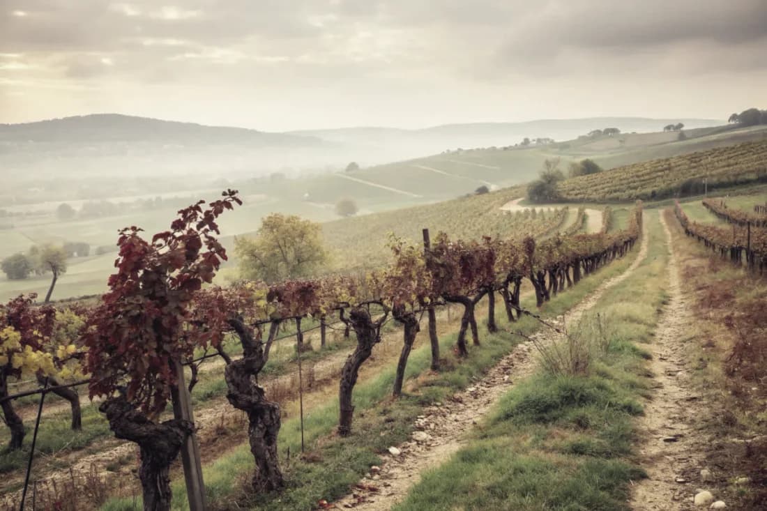 Vineyards of Dr. Bürklin-Wolf