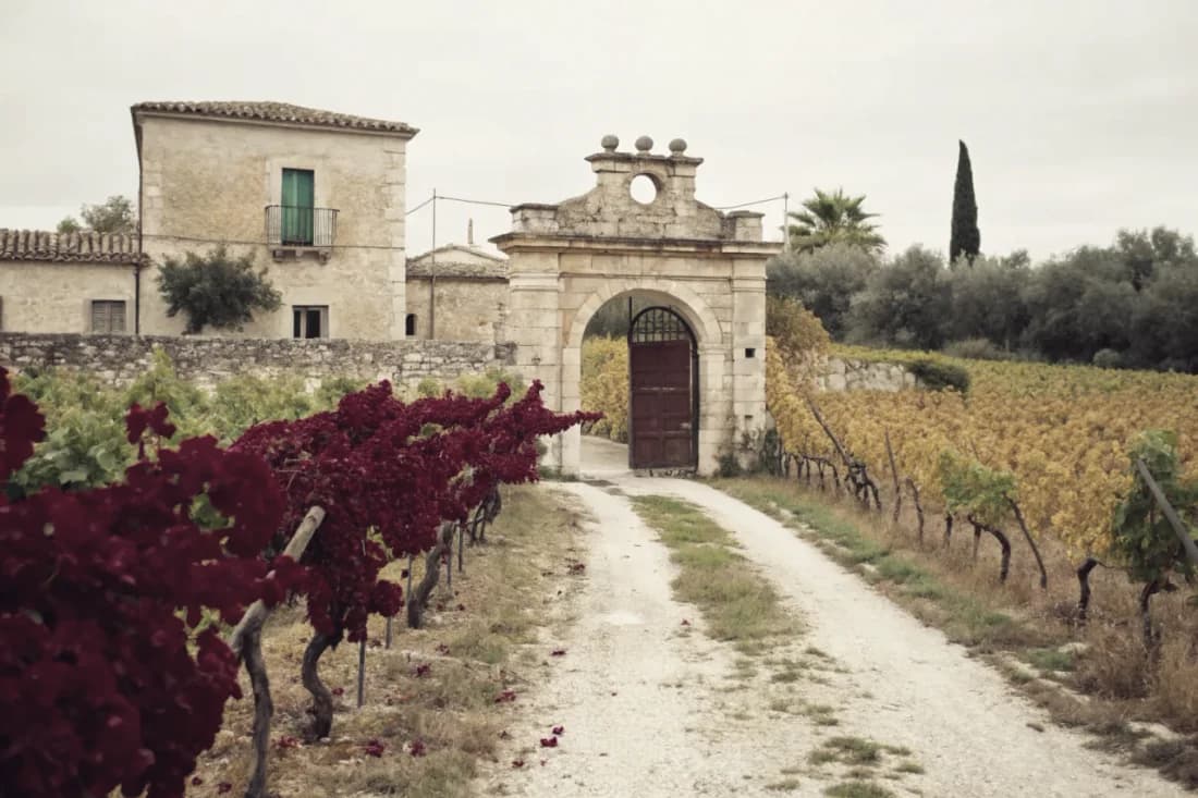 Vineyards of Cantele