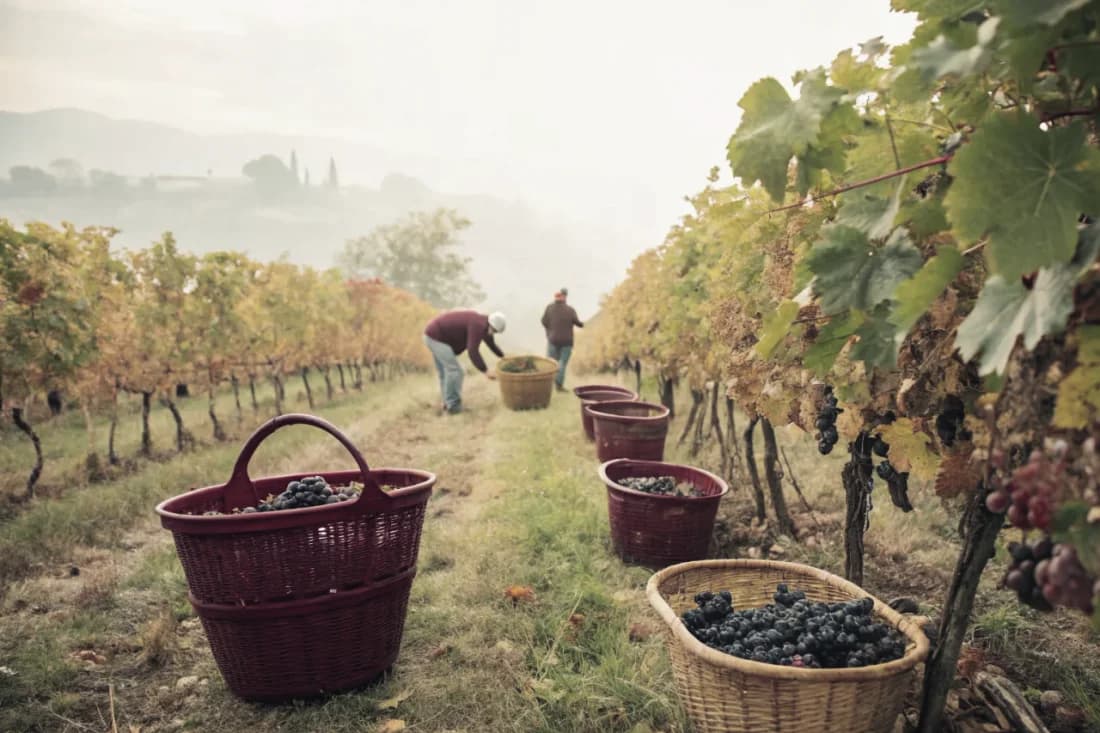 Vignobles de Cantina Terlano