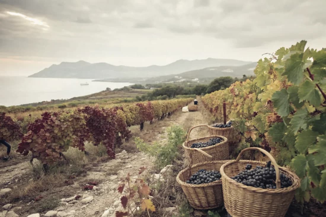 Vineyards of Capichera