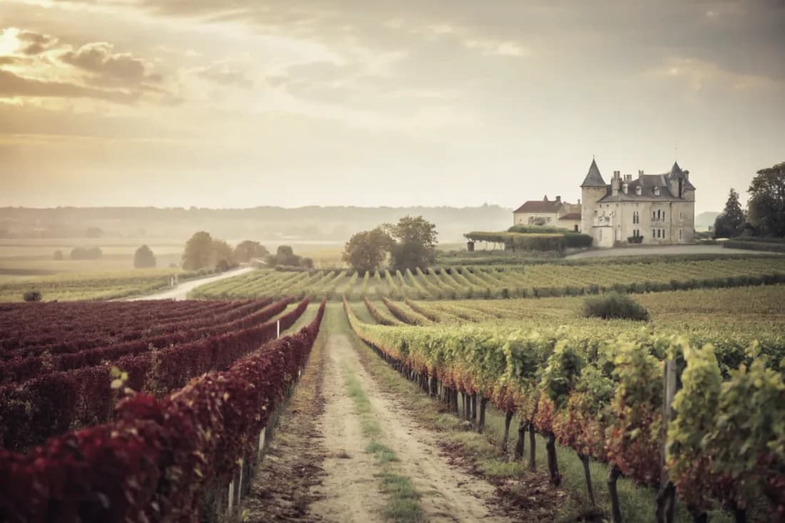 Vineyards of Château d'Yquem