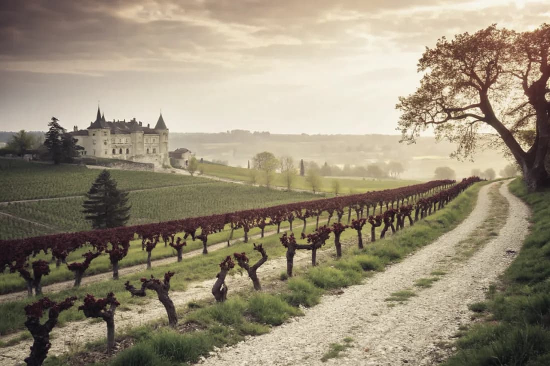 Vineyards of Château Latour
