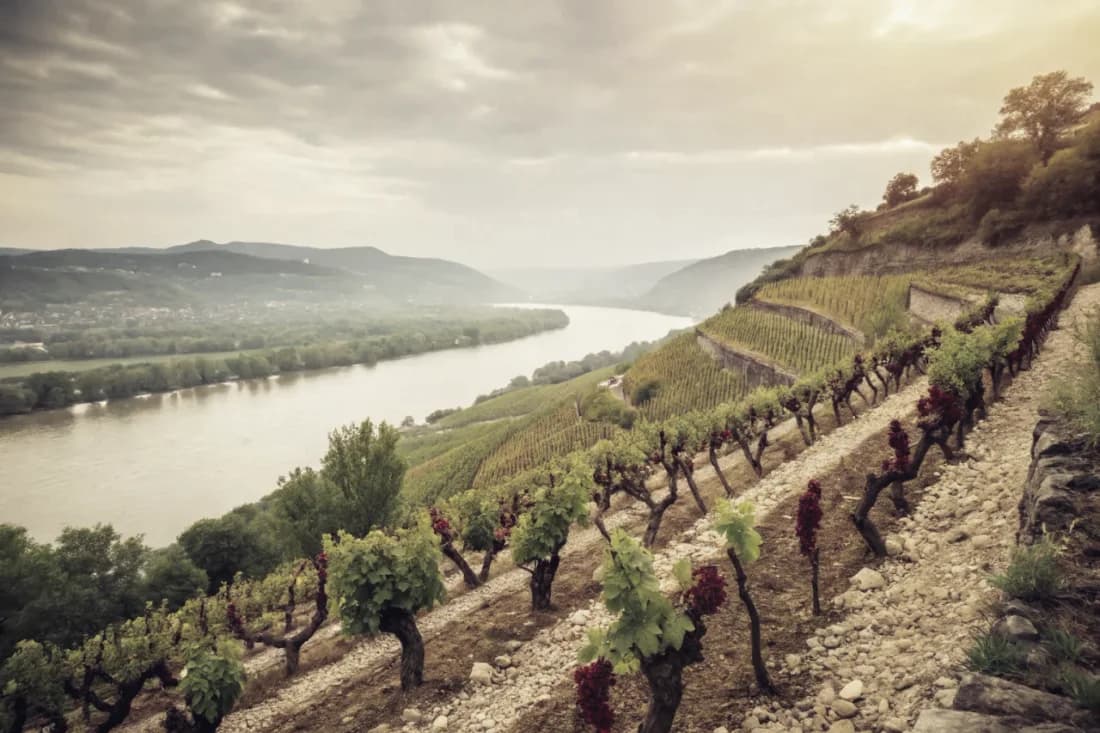 Vineyards of Château Rayas