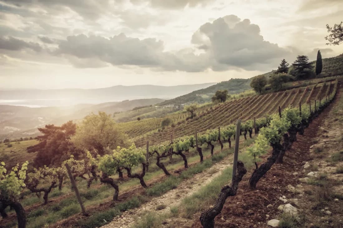 Vignobles de Domaine Comte Abbatucci