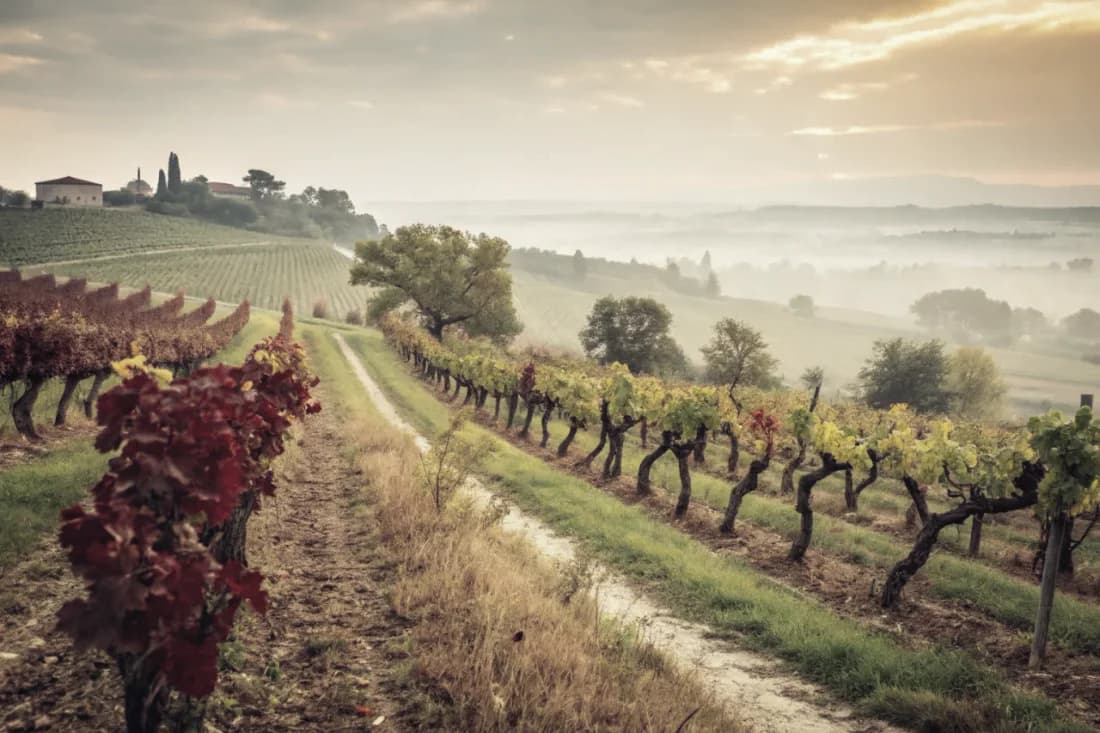 Vineyards of Romano Dal Forno