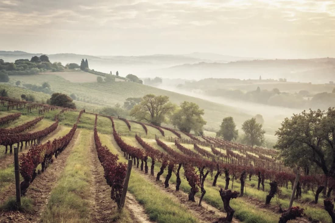 Vineyards of De Martino