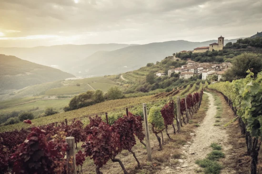 Vineyards of Descendientes de J. Palacios