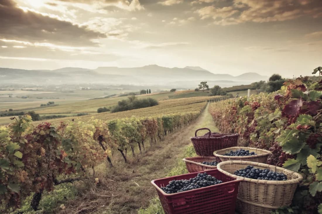Vignobles de Domaine Cauhapé