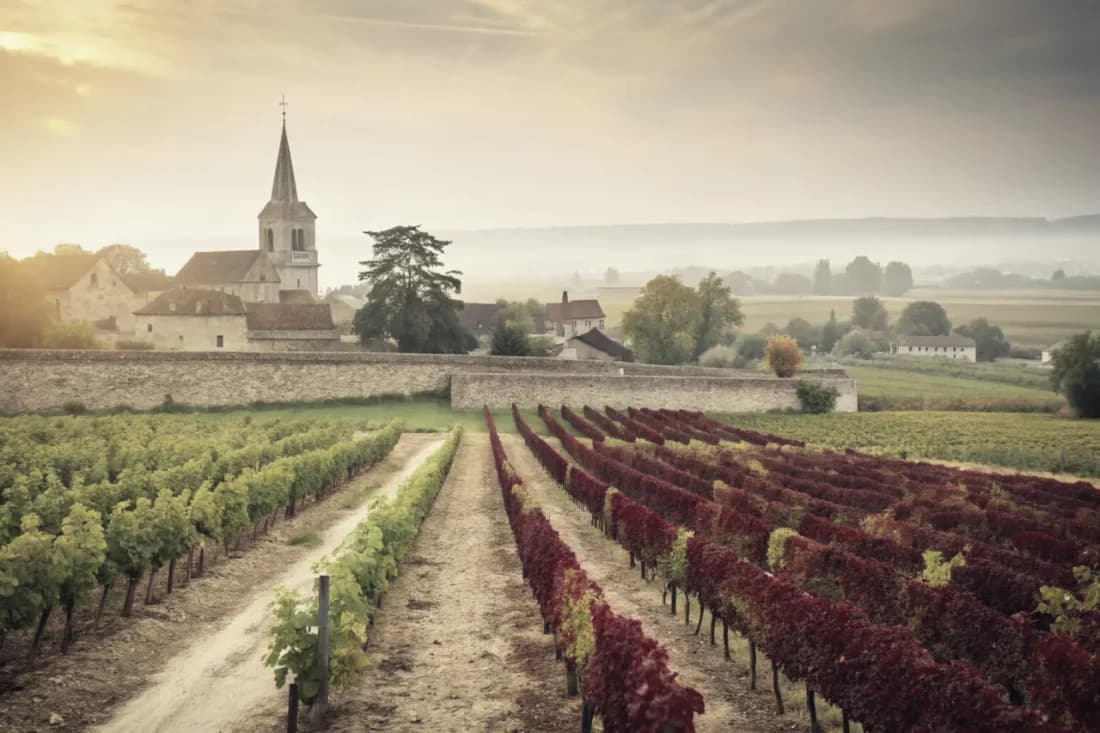 Vignobles de Domaine Coche-Dury