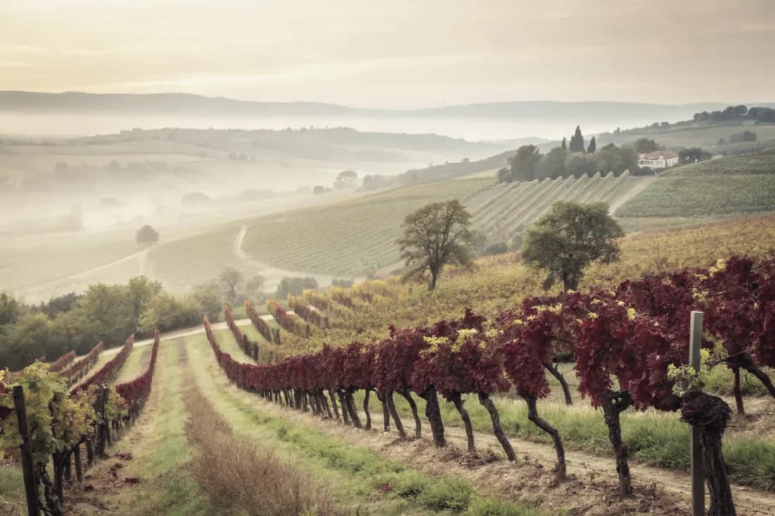 Vineyards of Domaine Drouhin Oregon