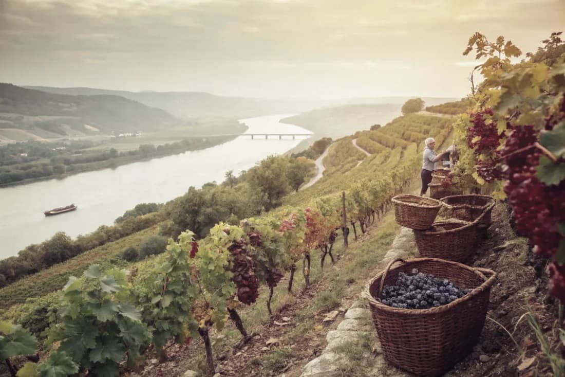 Vineyards of Domaine du Pégau