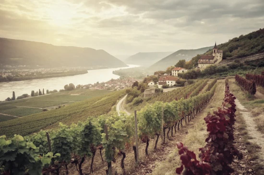 Vineyards of Domaine Jamet