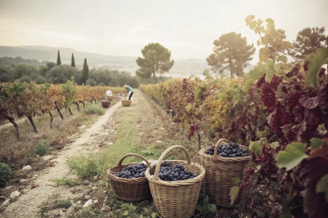 Vineyards of Domaine Tempier