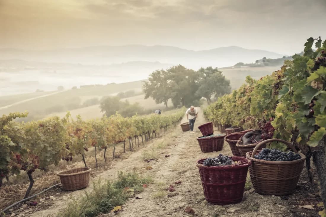Vineyards of Domaines Lupier