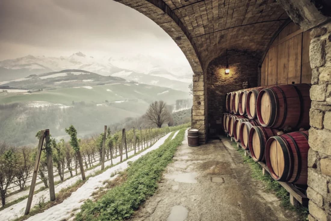 Vineyards of Emidio Pepe