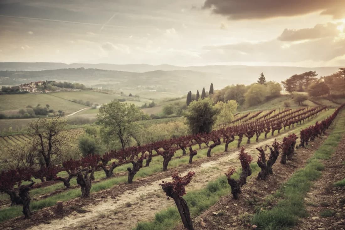 Vineyards of Gaia Estate