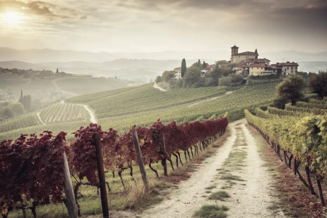 Vineyards of Gaja