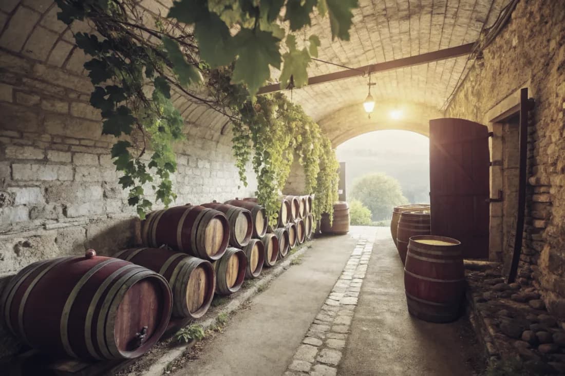 Vineyards of Gravner