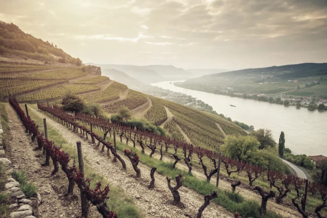 Vineyards of Domaine Jean-Louis Chave