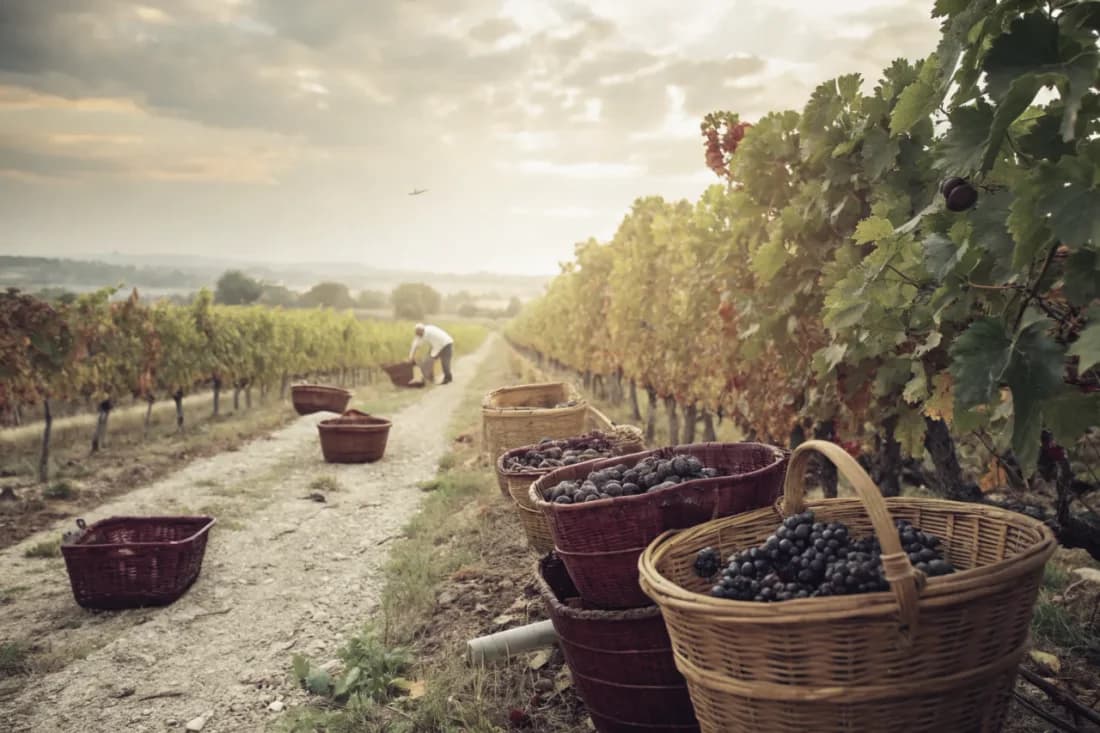 Vineyards of Lapostolle