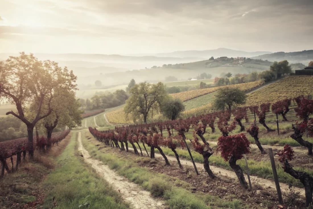 Vineyards of R. López de Heredia