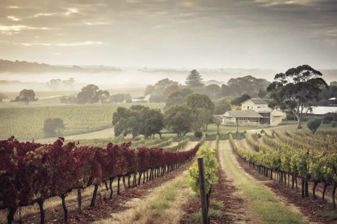 Vineyards of Moss Wood
