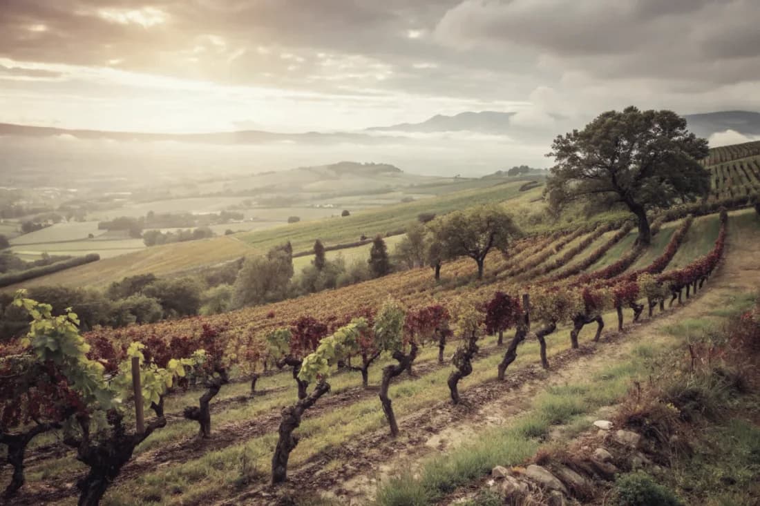 Vineyards of Mullineux
