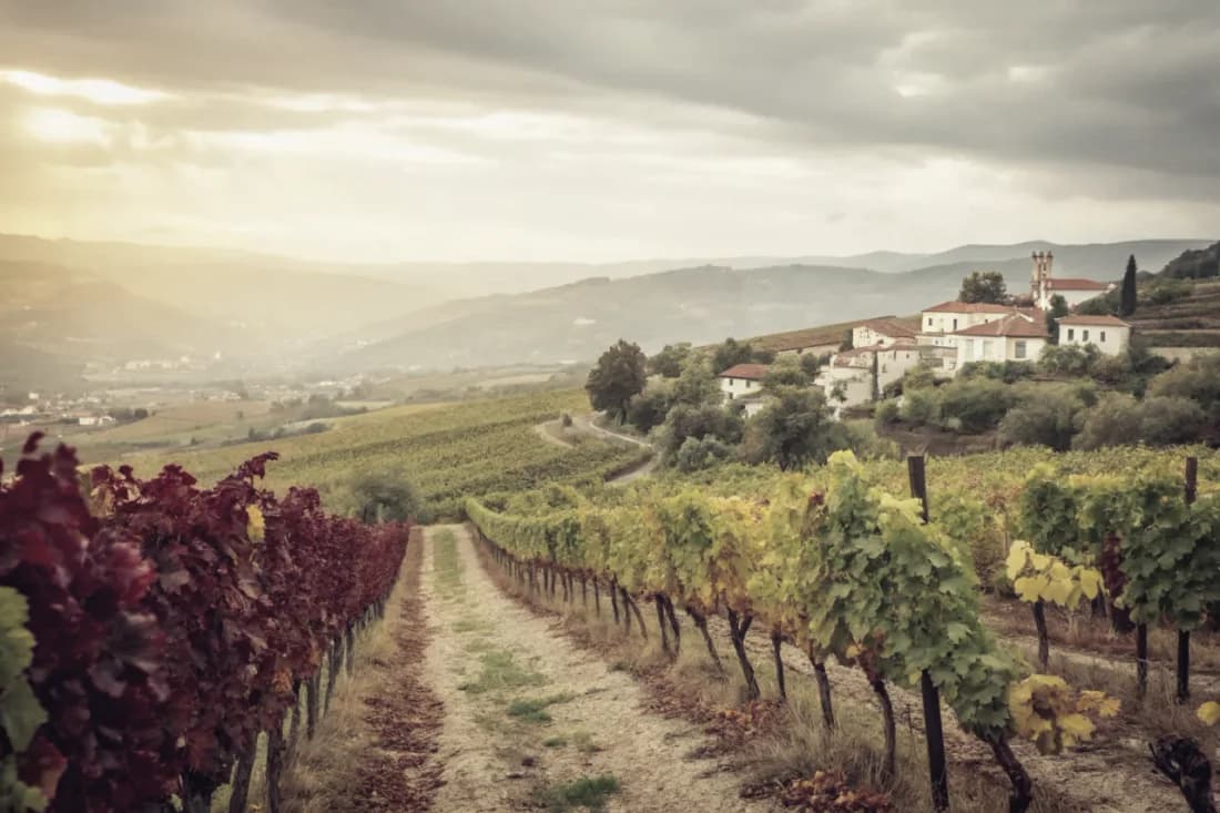 Vineyards of Niepoort