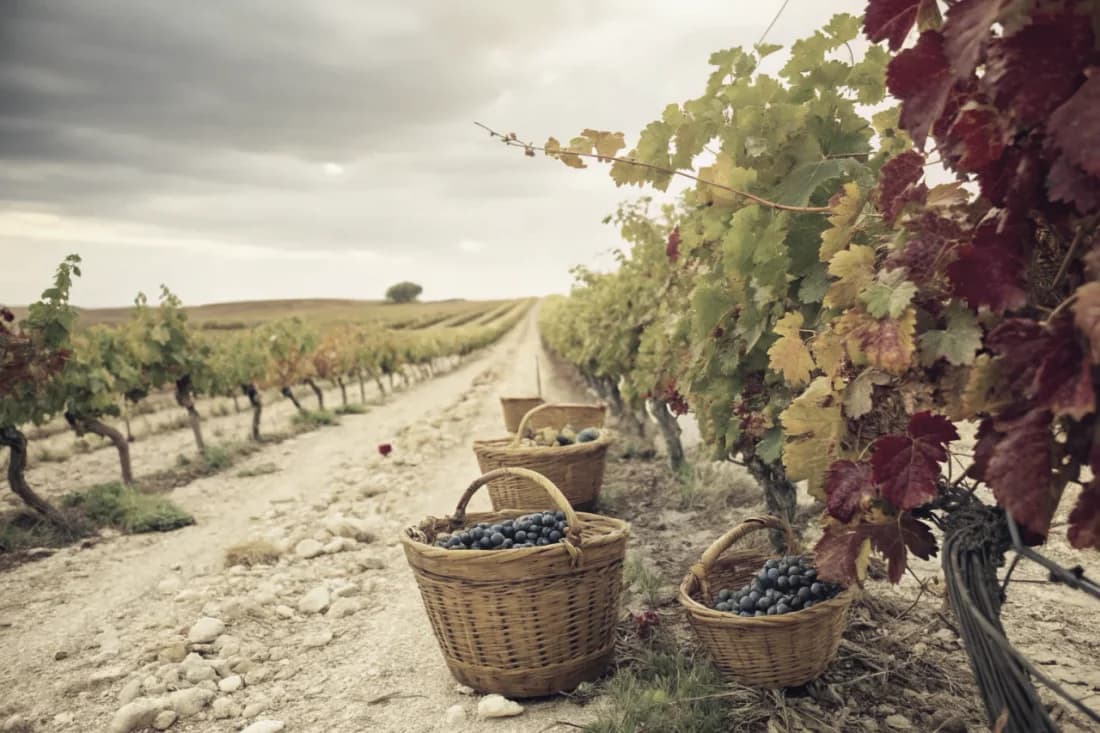 Vineyards of Numanthia