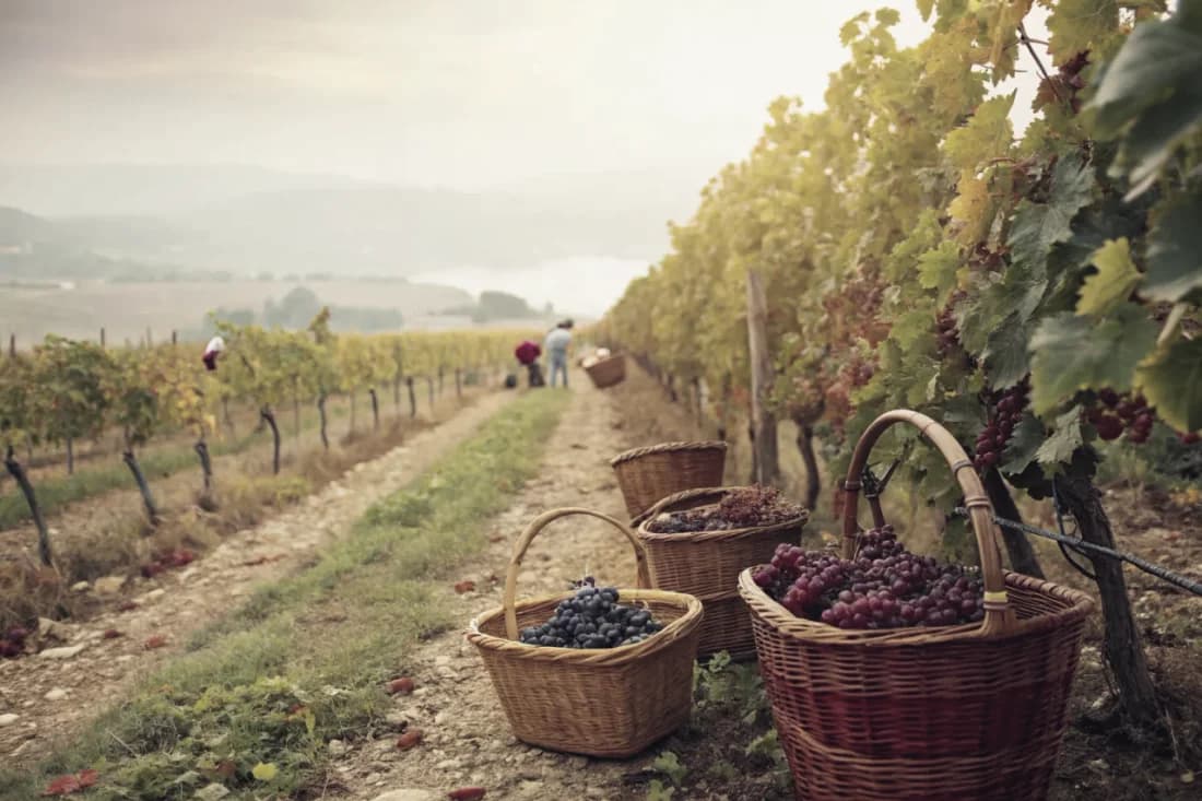 Vineyards of Pazo de Señorans