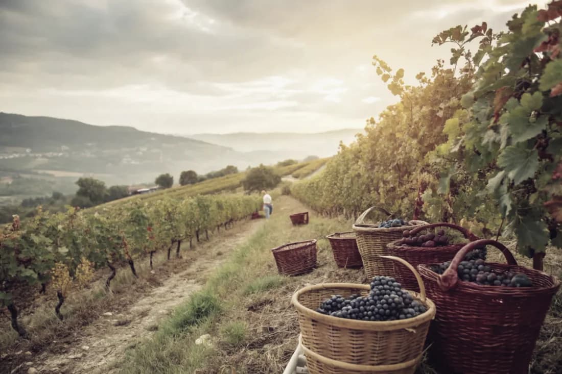 Vineyards of Quinta do Crasto