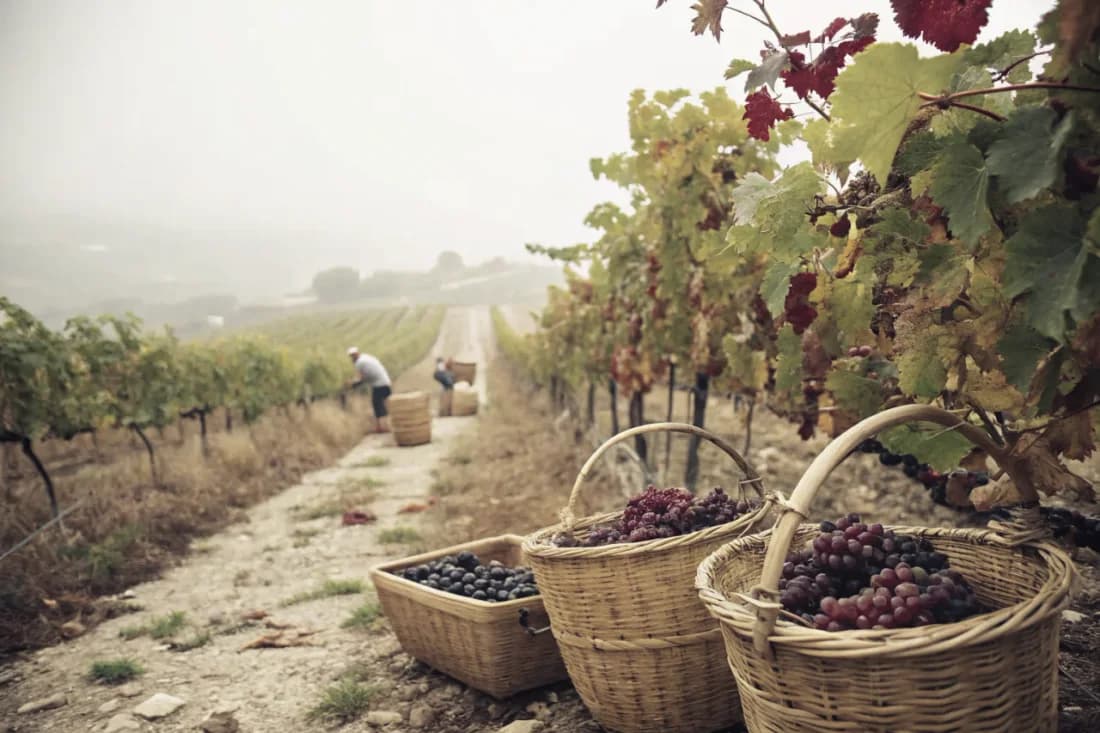 Vineyards of Quinta do Vale Meão