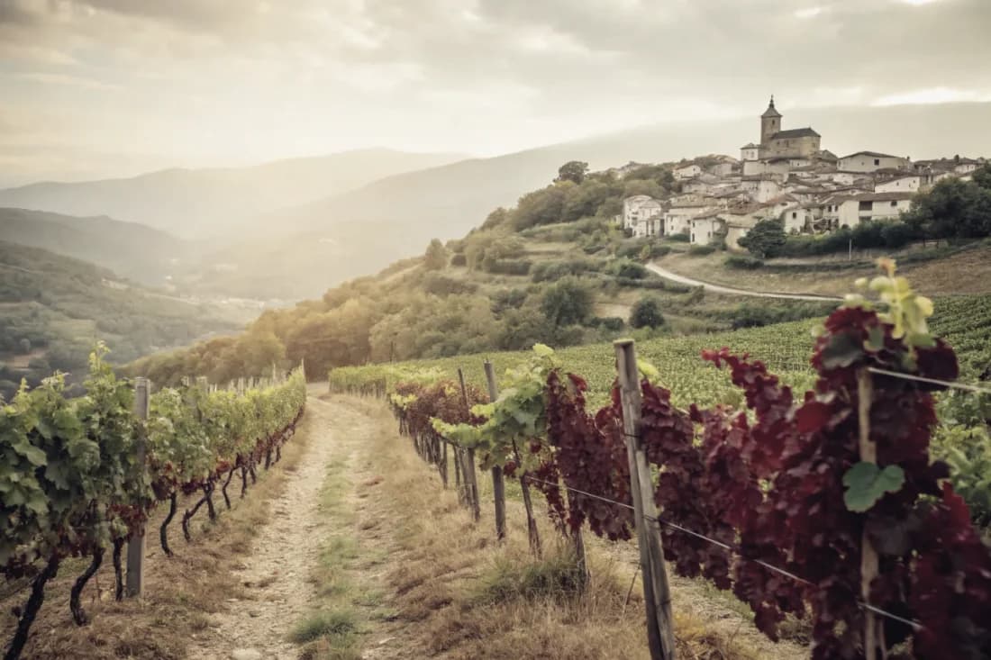 Vineyards of Raúl Pérez