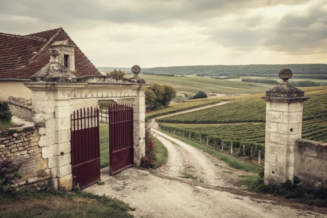 Vineyards of Salon