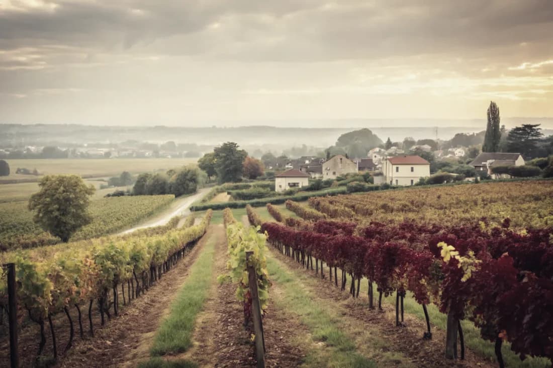 Vineyards of Screaming Eagle