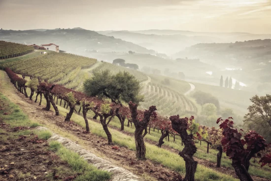 Vineyards of Taylor's