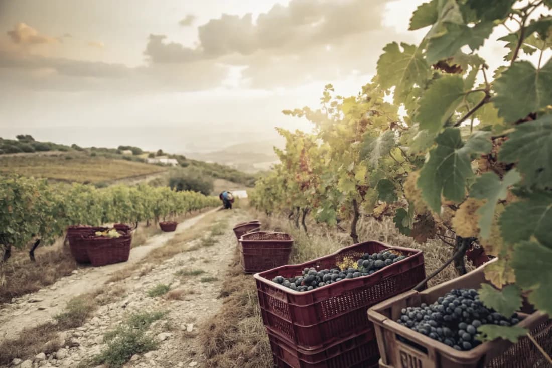 Vineyards of Tenute Dettori