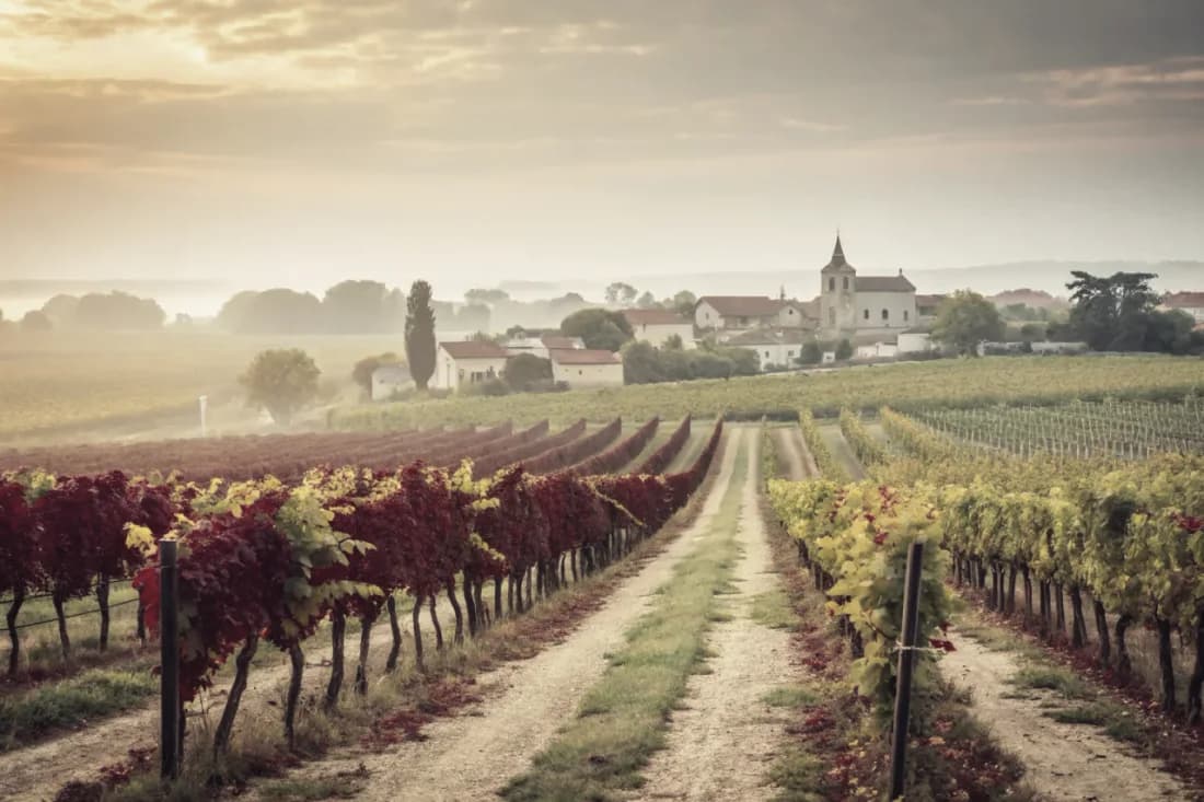 Vineyards of Torbreck