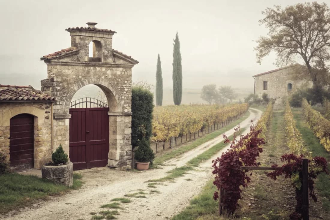 Vineyards of Viñedo Chadwick