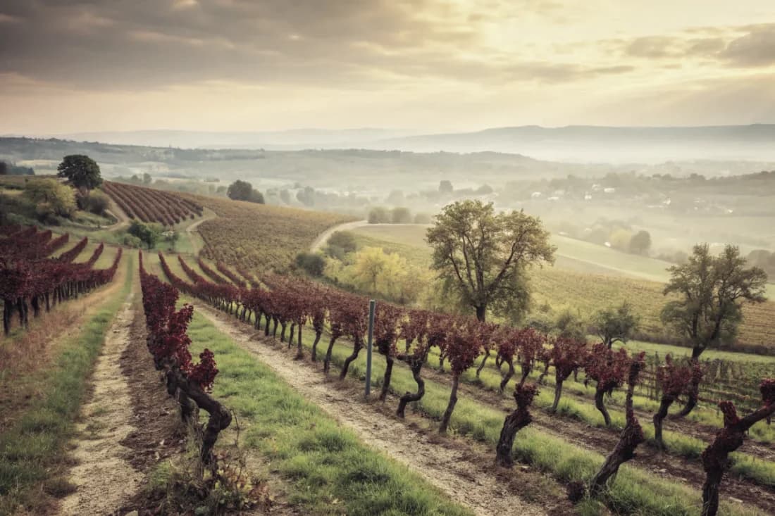 Vineyards of Weingut Keller