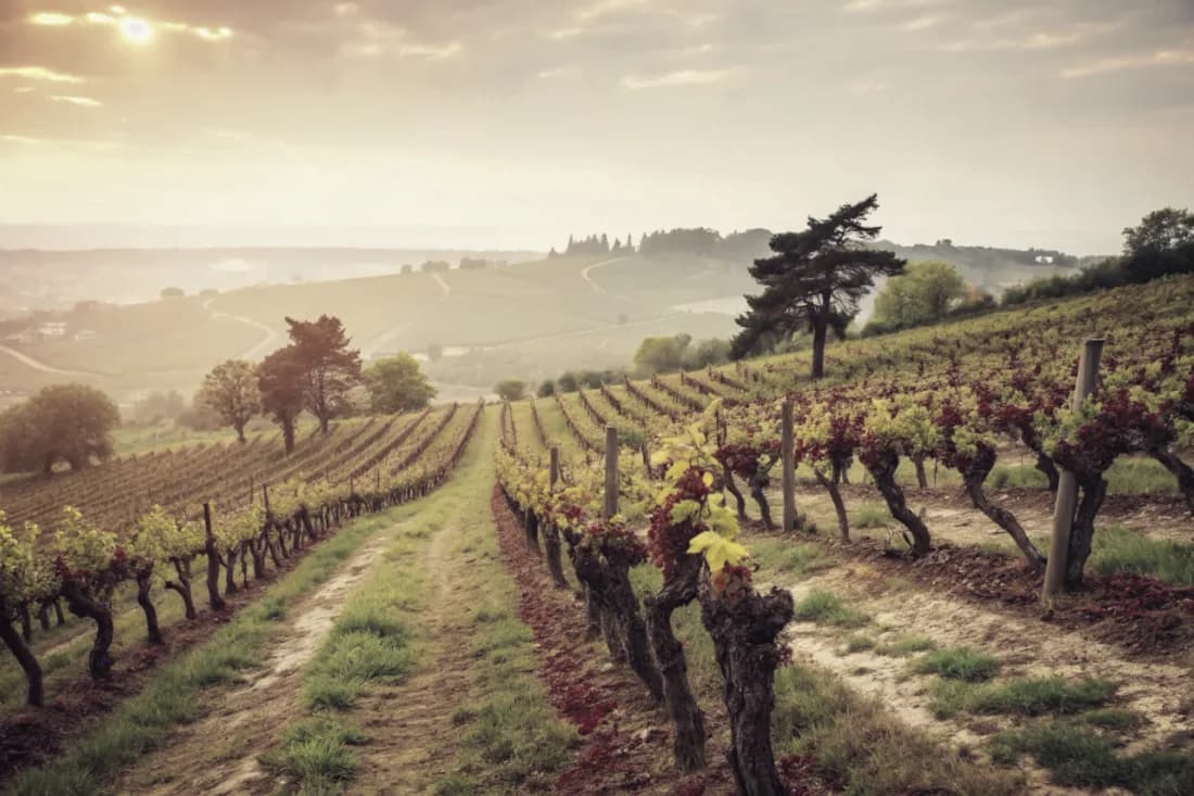 Vineyards of Wynns Coonawarra Estate