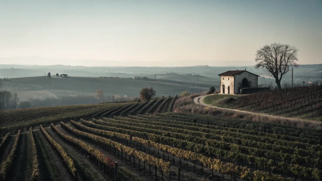 Vineyards of Campania