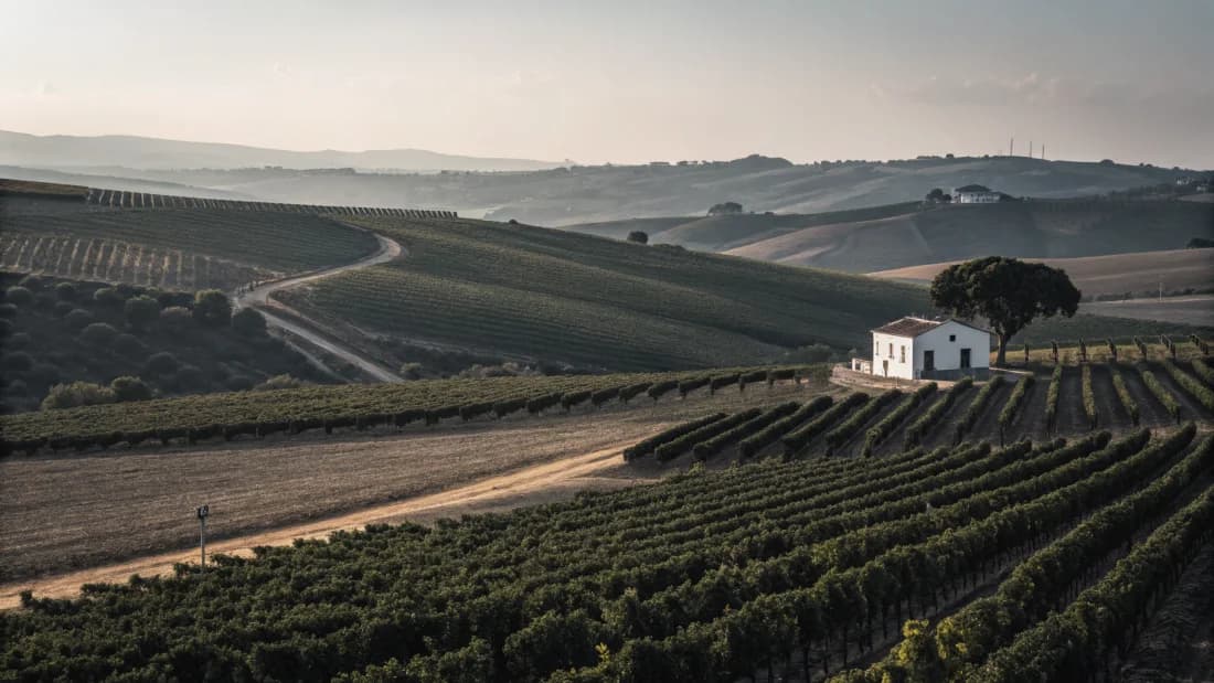 Vineyards of Jerez (Sherry)