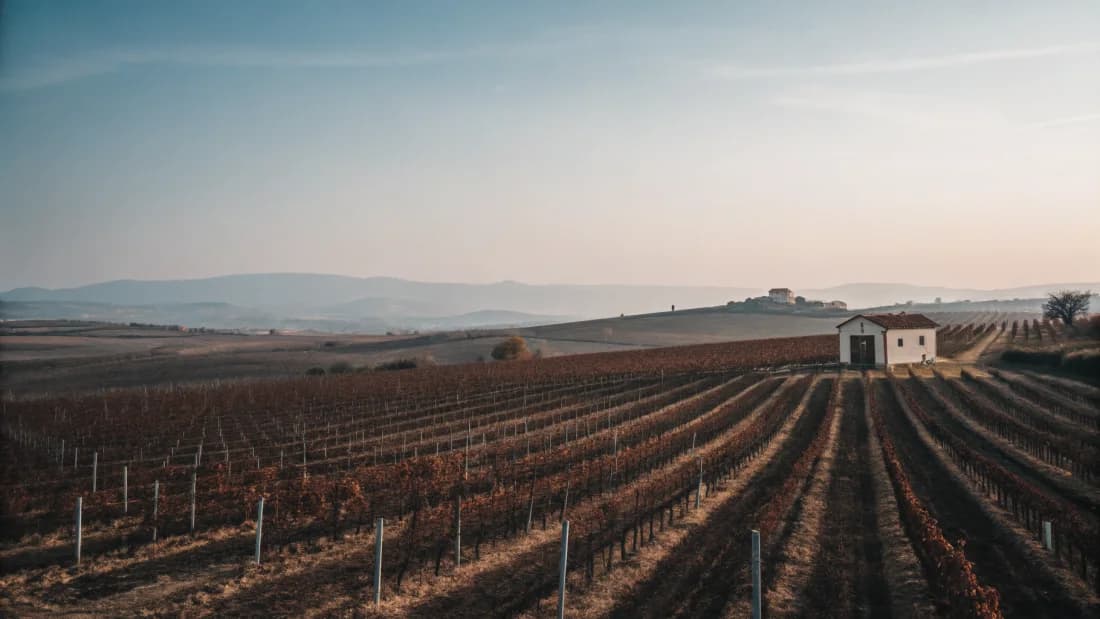 Vineyards of Macedonia
